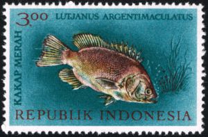 Mangrove Red Snapper (Lutjanus argentimaculatus)