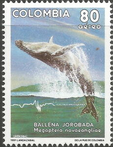 Humpback Whale (Megaptera novaeangliae)