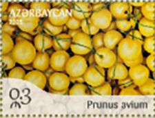 Wild Cherry (Prunus avium)