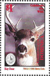 Florida Key Deer (Odocoileus virginianus clavium)