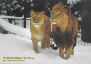 Wrocław Zoo in the lens - Lions