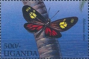 The Doris (Heliconius doris)