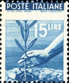 Hand Planting an Olive Tree