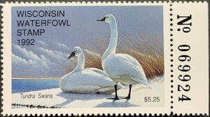Tundra swan (Cygnus bewickii)