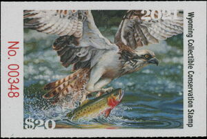 Osprey (Pandion haliaetus)