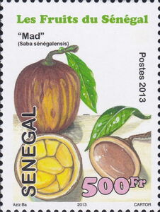 Madd Fruit (Saba senegalensis)