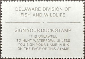 Snow goose (Anser caerulescens)