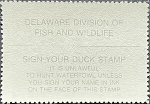 American wigeon (Anas americana)