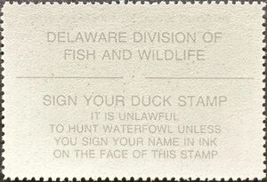 Bufflehead (Bucephala albeola)