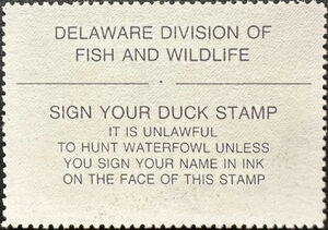 Northern shoveler (Spatula clypeata)