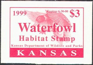 Mallard (Anas platyrhynchos)