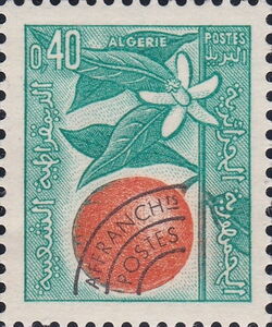 Orange Branch and Blossom