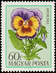 Pansy (Viola x wittrockiana)