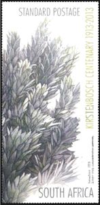 Silver Tree (Leucadendron argenteum)