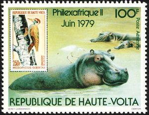 Hippopotamus (Hippopotamus amphibius), African Grey Woodpeck