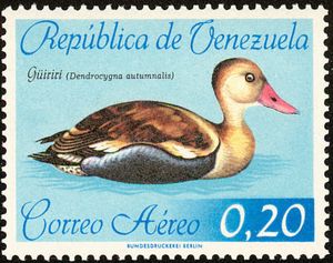 Black-bellied Whistling Duck (Dendrocygna autumnalis)