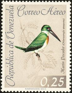 Amazon Kingfisher (Chloroceryle amazona)
