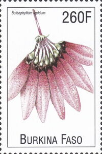 Bulbophyllum lepidum