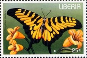 Larger Striped Swordtail (Graphium antheus)