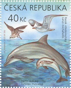 Dolphin & Gull (Tursiops truncates; & Larus michabellis)