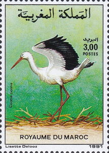 White Stork (Ciconia ciconia)