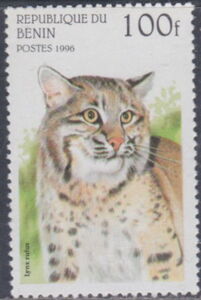 Bobcat (Lynx rufus)