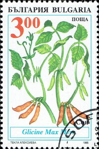 Soya Bean (Glycine max merr)