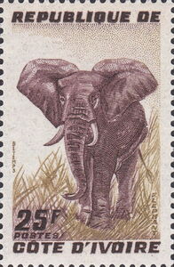 African Elephant (Loxodonta africana)