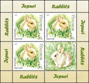 Dwarf Rabbit (Oryctolagus cuniculus)