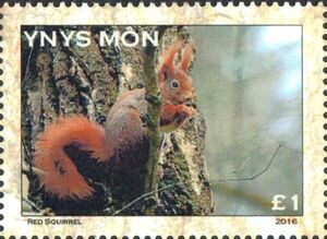 Red Squirrel