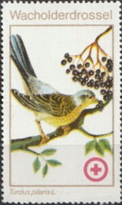 Red Cross Birds - Turdus pilaris