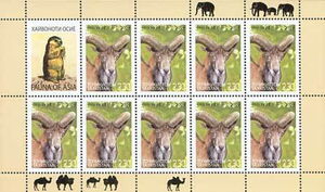 Ladakh Urial (Ovis vignei)