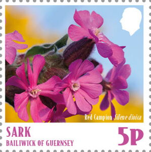 Red Campion (Silene dioica)