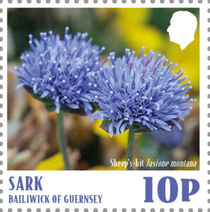 Sheep's-Bit (Jasione montana)