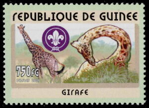 Giraffe (Giraffa camelopardalis)