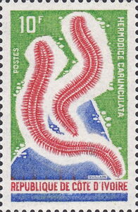 Bearded Fireworm (Hermodice carunculata)