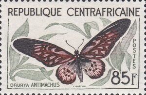 Giant African Swallowtail (Drurya antimachus)