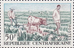 Cattle (Bos primigenius taurus)