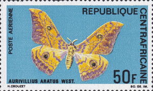 Cat's Eyed Emperor (Aurivillius aratus)