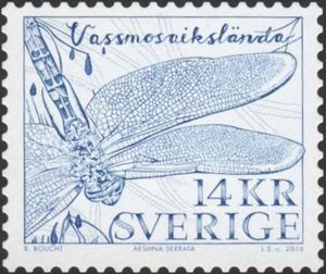 Baltic Hawker (Aeshna serrata)