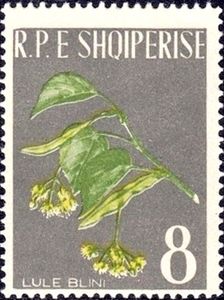 Silver linden (Tilia tomentosa)