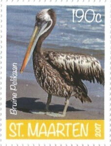 Brown Pelican (Pelcanus occidentalis)