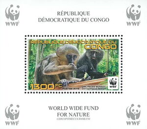 Owl-faced Monkey (Cercopithecus hamlyni)