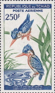 Malachite Kingfisher (Corythornis cristata)