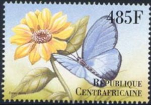 Large Green-banded Blue (Danis danis)