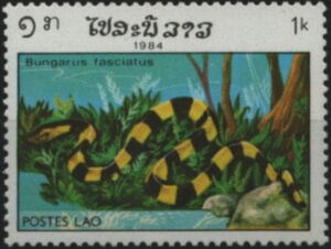 Banded Krait (Bungarus fasciatus)