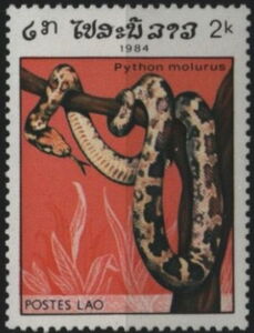 Indian Rock Python (Python molurus)