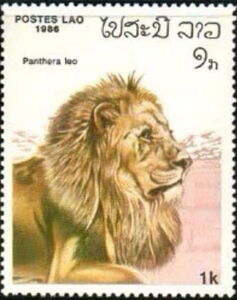 Lion (Panthera leo)