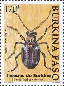 Common Spider Beetle (Ptinus fur)