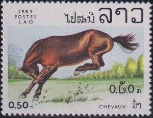 Horse (Equus ferus caballus)